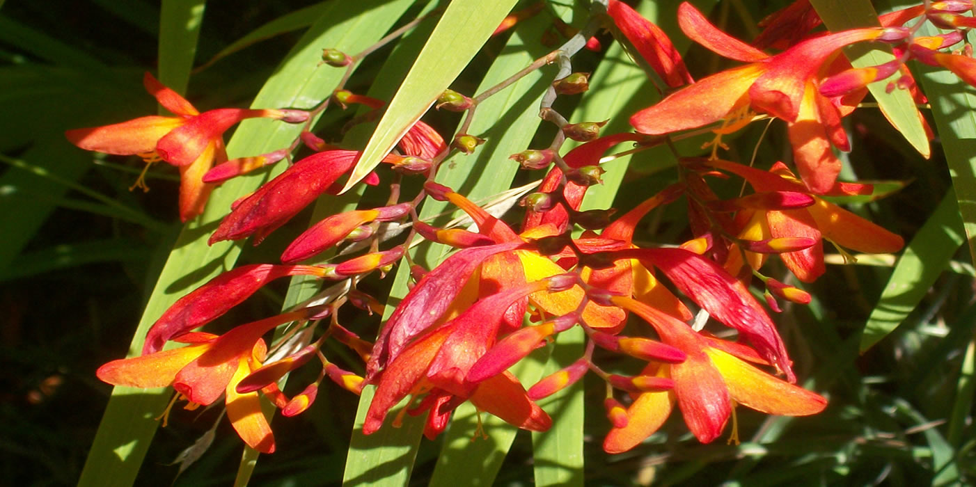 Flora